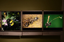 Wasp_exhibition__DSC3464